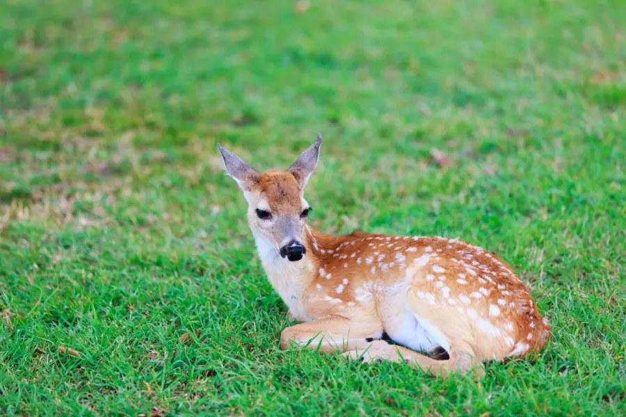 Depositphotos 50624557 xl 2015